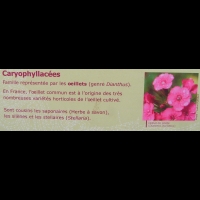 Famille Caryophyllacees ou Caryophyllaceae (txt)